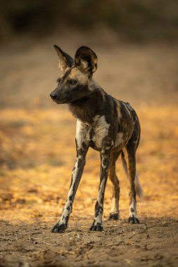 Afrika vahşi köpeği kumun üzerinde duruyor.