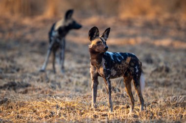 Afrikalı vahşi köpek bir diğerinin yanında duruyor.