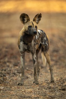 Afrikalı vahşi köpek gölgede duruyor