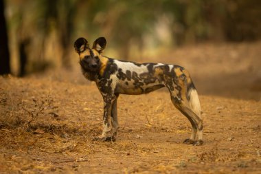 Afrika vahşi köpeği dik dik bakıyor.