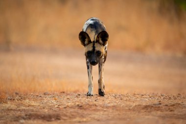 Afrikalı vahşi köpek kameraya bakıyor.