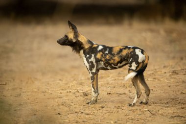 Afrikalı vahşi köpek profiline bakıyor.