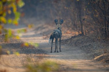 Afrika vahşi köpeği kumlu yolda duruyor