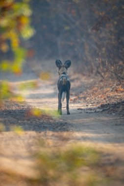 Afrika vahşi köpeği kumlu yolda duruyor