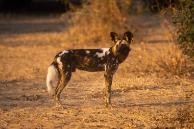 Afrika vahşi köpeği kumlu zeminde duruyor