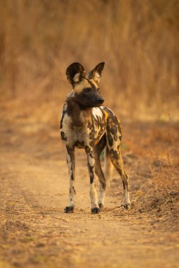 Afrika vahşi köpeği kum yolunda duruyor