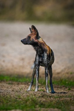 Afrika vahşi köpeği kumlu nehir kıyısında duruyor