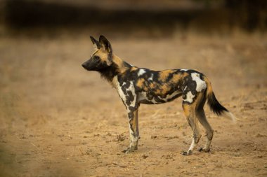 Afrika vahşi köpeği kum taramasında duruyor