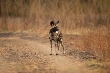 Afrika vahşi köpeği kum yolunda duruyor.