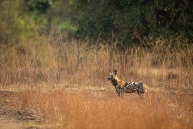 Afrika vahşi köpeği uzun otların yanında duruyor.