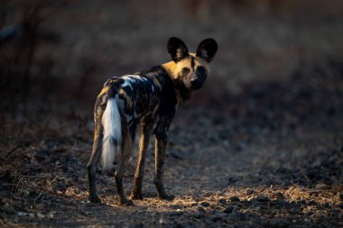 Afrika vahşi köpeği arkasını kolluyor.