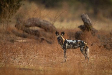 Afrika vahşi köpeği devrilmiş ağacın yanında duruyor.