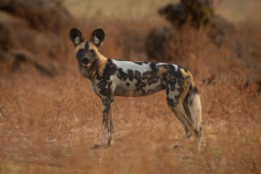 Afrika vahşi köpeği kameraya doğru bakıyor.
