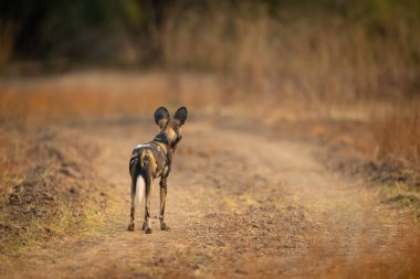 Afrika vahşi köpeği piste bakıyor