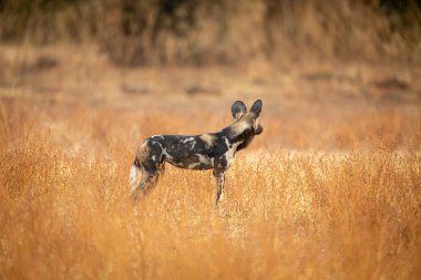 Afrikalı vahşi köpek mesafeyi gözlüyor