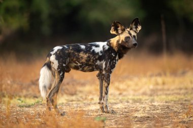 Afrikalı vahşi köpek kameraya bakıyor.