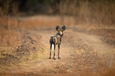 Afrika vahşi köpeği yol boyunca ayakta duruyor.