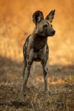Afrikalı vahşi köpek gölgede duruyor.