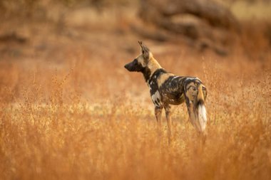Afrika vahşi köpeği cılız çalıların arasında duruyor.
