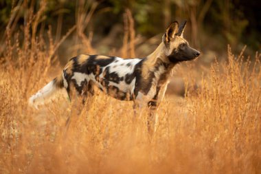 Afrika vahşi köpeği sık çalılıklarda duruyor.