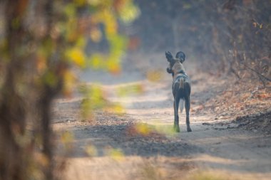 Afrikalı vahşi köpek kumlu yolda duruyor