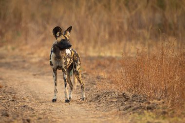 Afrikalı vahşi köpek kumlu yolda duruyor