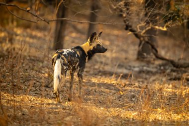 Afrika vahşi köpeği benekli gün ışığında duruyor