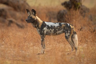 Afrika vahşi köpeği alçak çalılıklarda duruyor