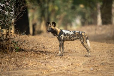 Afrika vahşi köpeği kumlu arazide duruyor.
