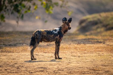 Afrika vahşi köpeği arkasını dönüp duruyor.