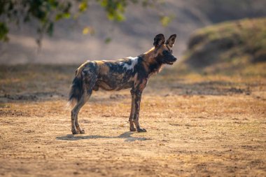 Afrika vahşi köpeği arka planda durup ağzını açıyor.