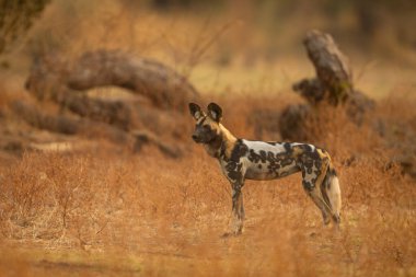 Afrika vahşi köpeği ölü ağacın yanında duruyor.