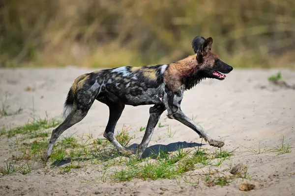 Afrikalı vahşi köpek kumlu nehir kıyısında koşuyor