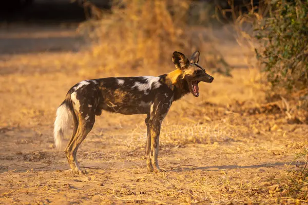 Afrikalı vahşi köpek fenerle esniyor.