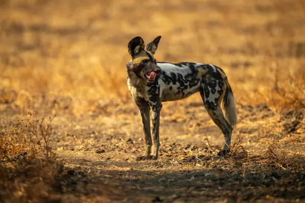 Afrika vahşi köpeği burnunu yalıyor.