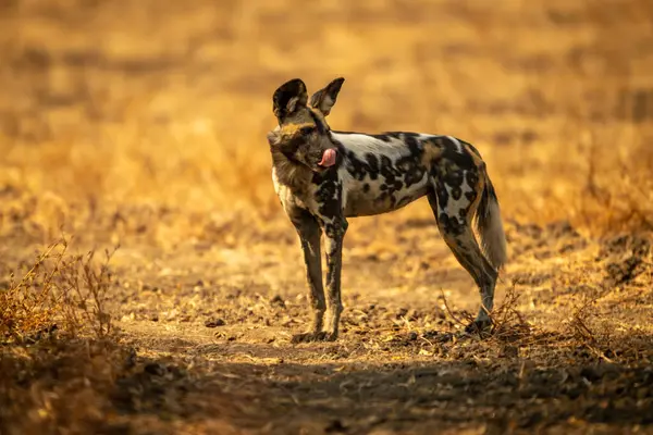 Afrika vahşi köpeği hala dudaklarını yalıyor.