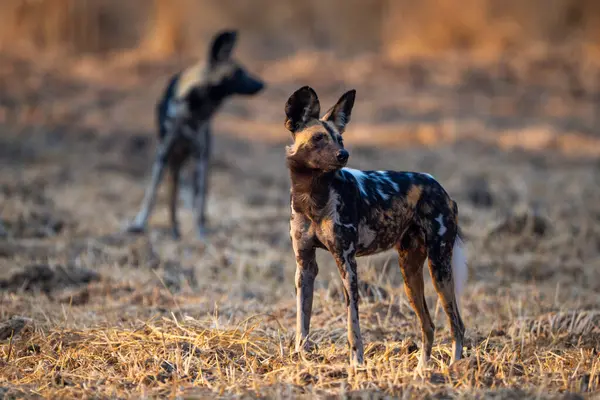 Afrikalı vahşi köpek bir diğerinin yanında duruyor.