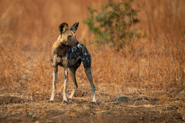 Afrikalı vahşi köpek dik dik bakıyor.
