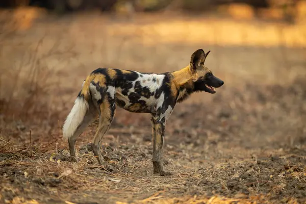 Afrika vahşi köpeği boş boş bakıyor.