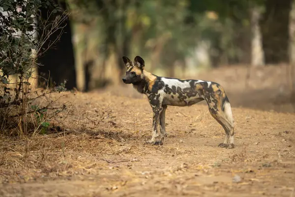 Afrika vahşi köpeği kumlu arazide duruyor.