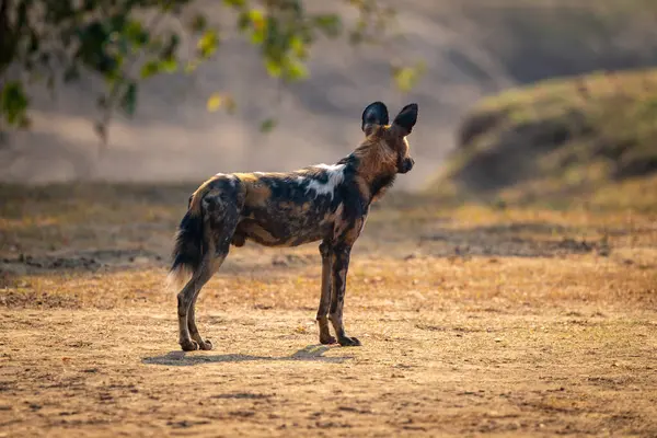 Afrika vahşi köpeği arkasını dönüp duruyor.