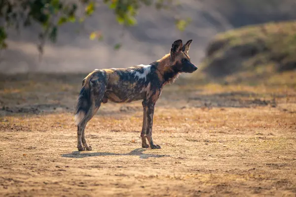 Afrikalı vahşi köpek arka planda duruyor