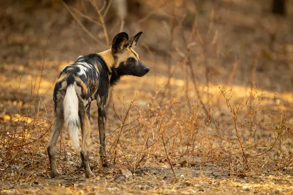 Afrikalı vahşi köpek dik dik bakıyor.