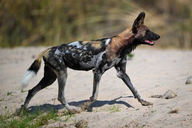 Afrikalı vahşi köpek kumlu nehir kıyısında koşuyor.