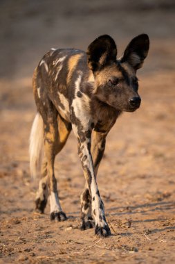 Afrika vahşi köpeği kumlu ovalarda yürüyor
