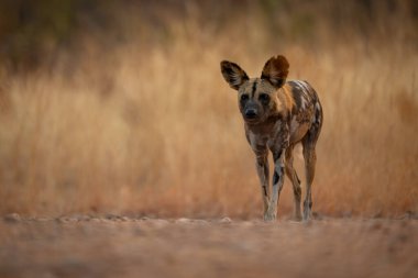 Afrikalı vahşi köpek kumlu nehir kıyısında yürüyor