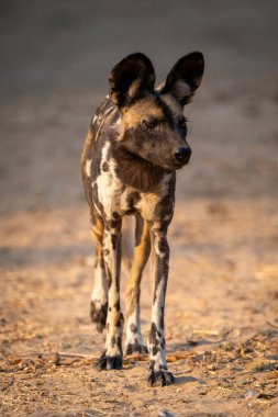 Afrika vahşi köpeği kumlu zeminde yürüyor
