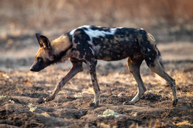 Afrika vahşi köpeği engebeli arazide yürüyor