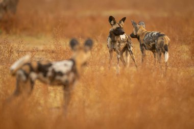 Afrika vahşi köpeği yakınlarda duran ikisini izliyor.