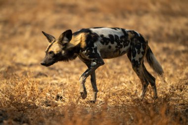 Yakalayıcı ışığı olan Afrika vahşi köpeği otları aşıyor